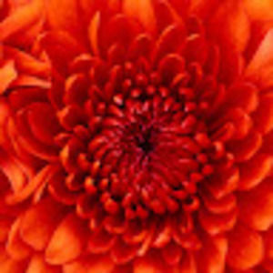 Meet your Posher, Iyore